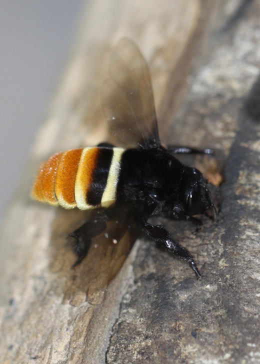 bee